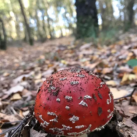 Hébergement de vacances Les Délices De La Vie *